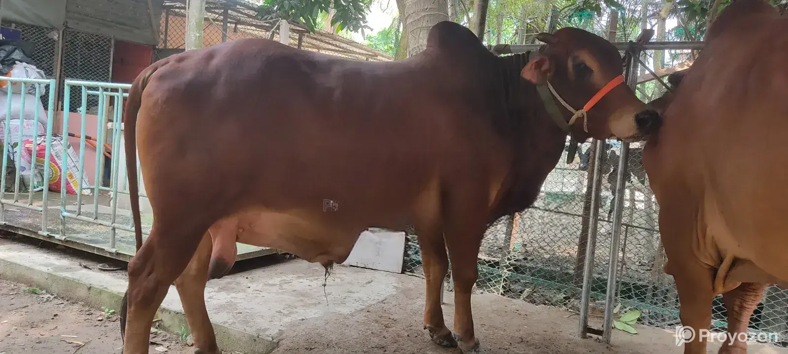 8-Mon Weight Sahiwal Bull