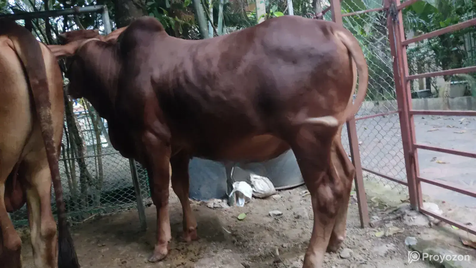 RCC Bull for Sale