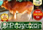 Red Local Cow