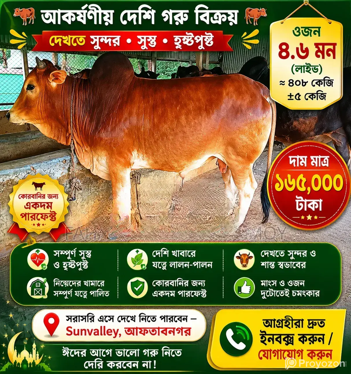Red Local Cow