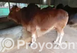 Red Local Cow