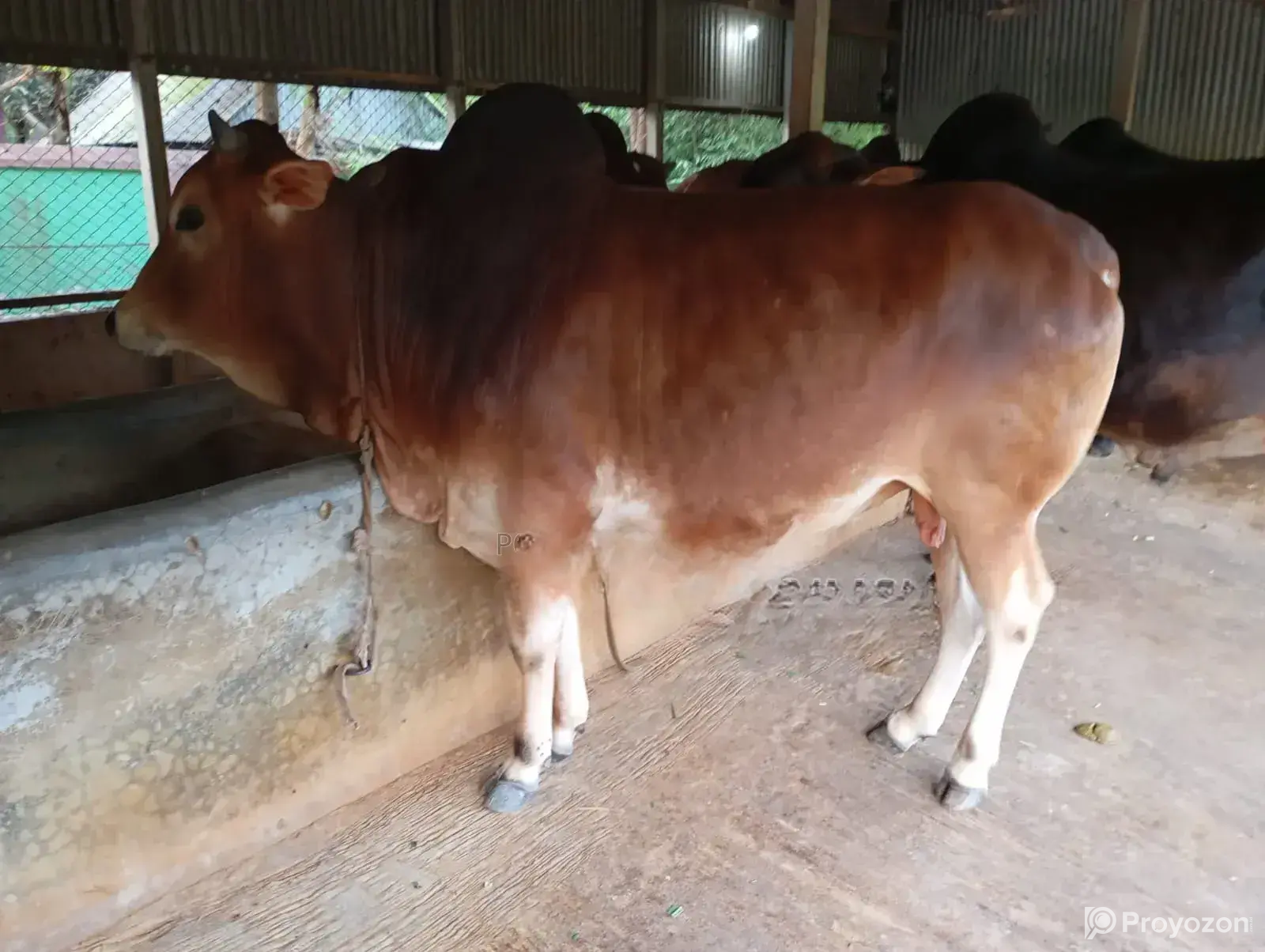 Red Local Cow