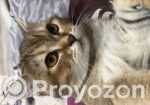 American tabby shorthair male and female