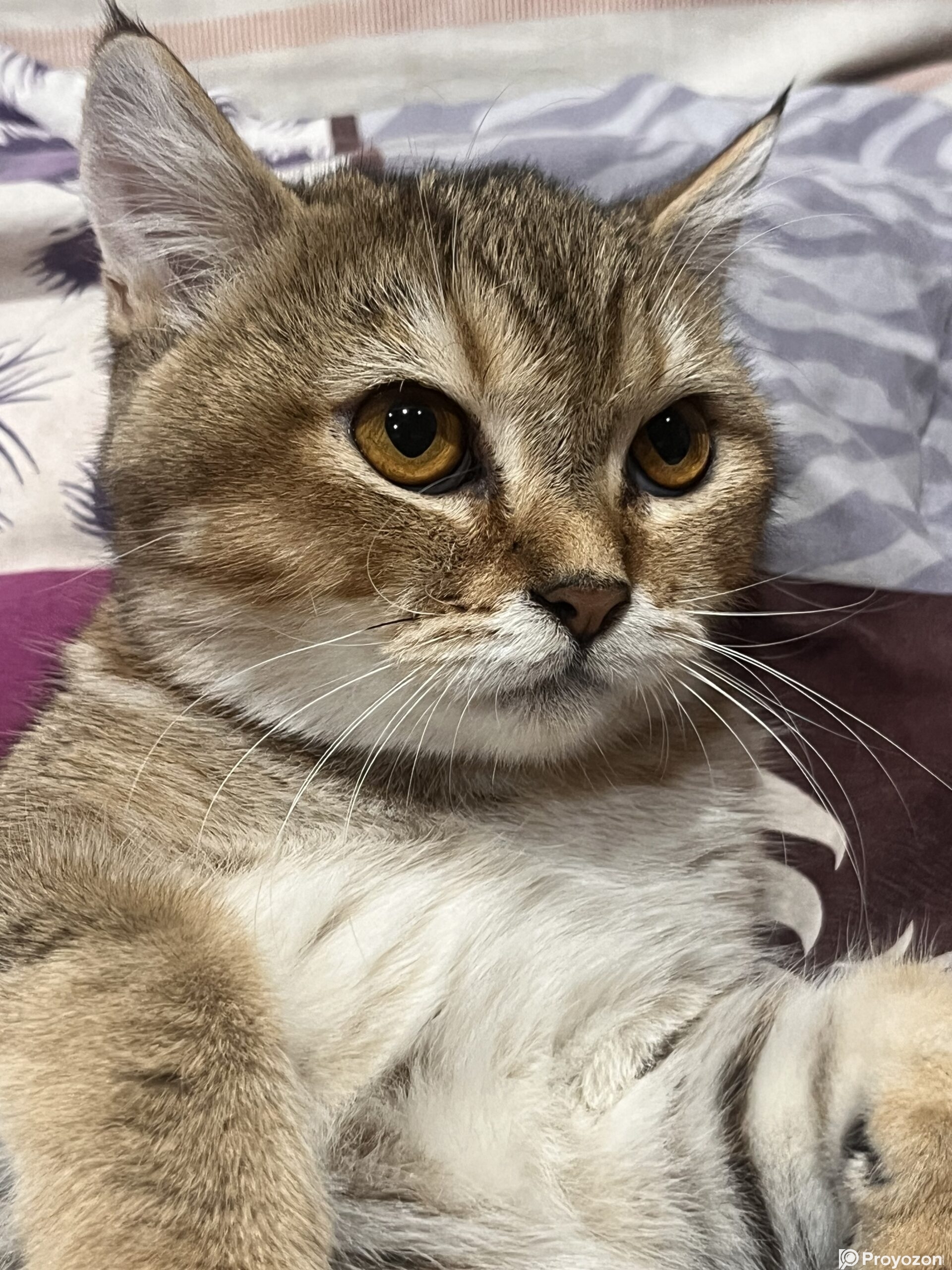 American tabby shorthair male and female