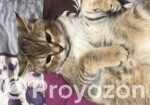 American tabby shorthair male and female