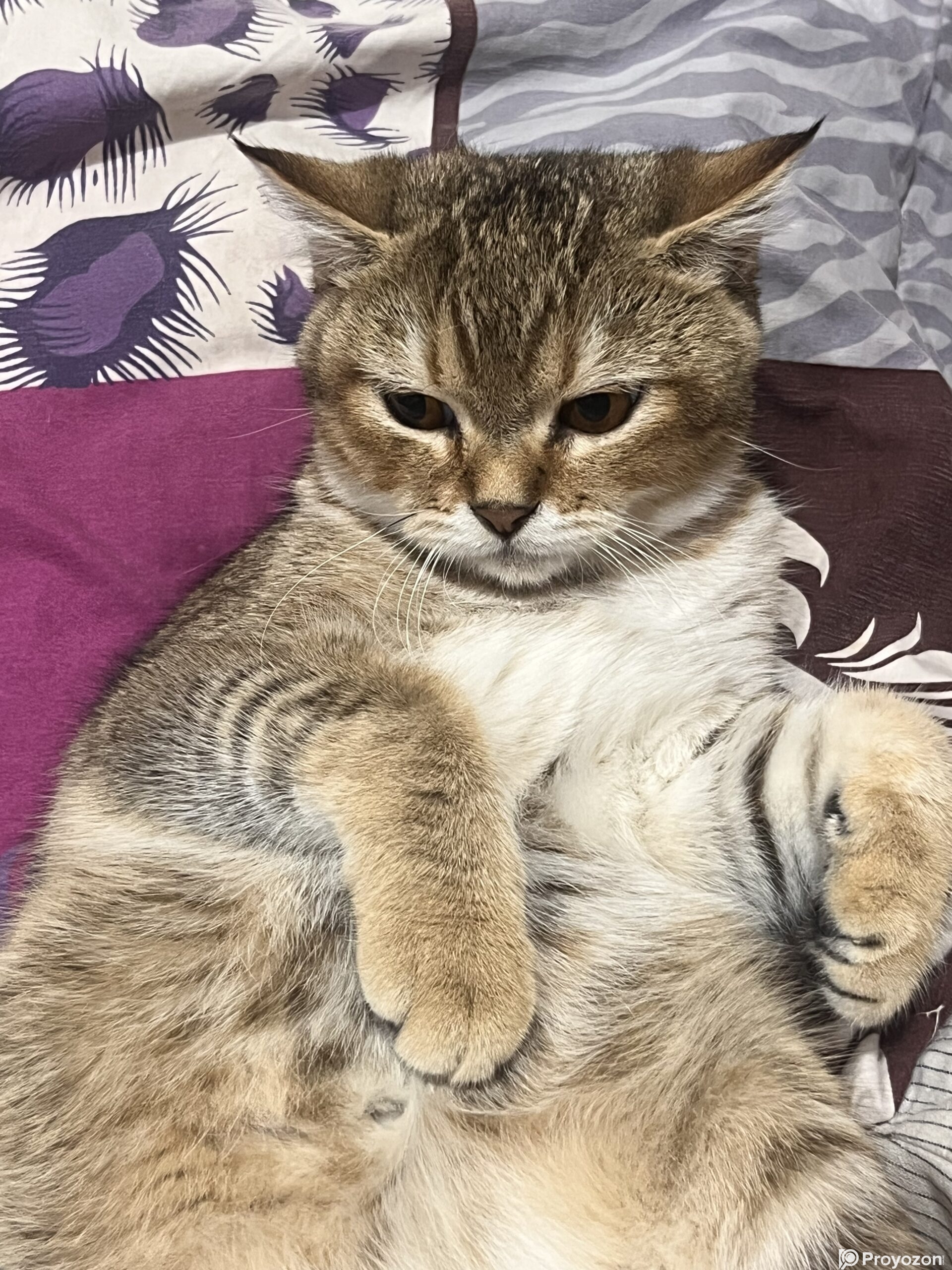 American tabby shorthair male and female