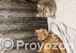 American tabby shorthair male and female