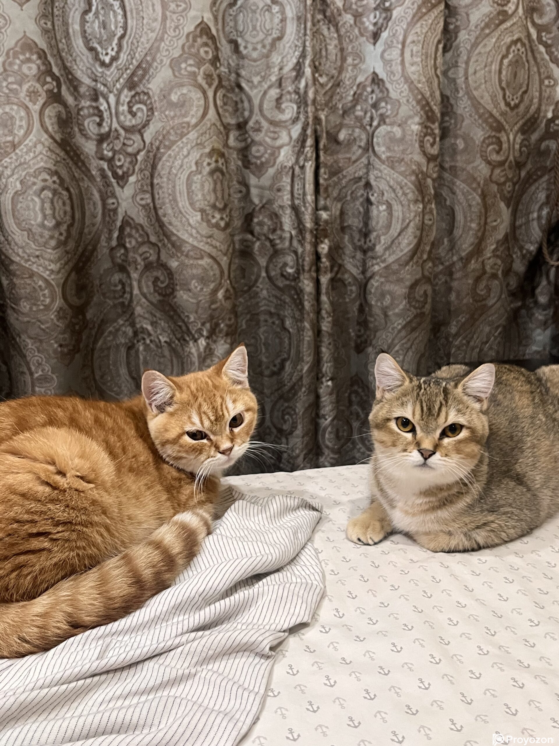 American tabby shorthair male and female