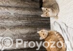 American tabby shorthair male and female