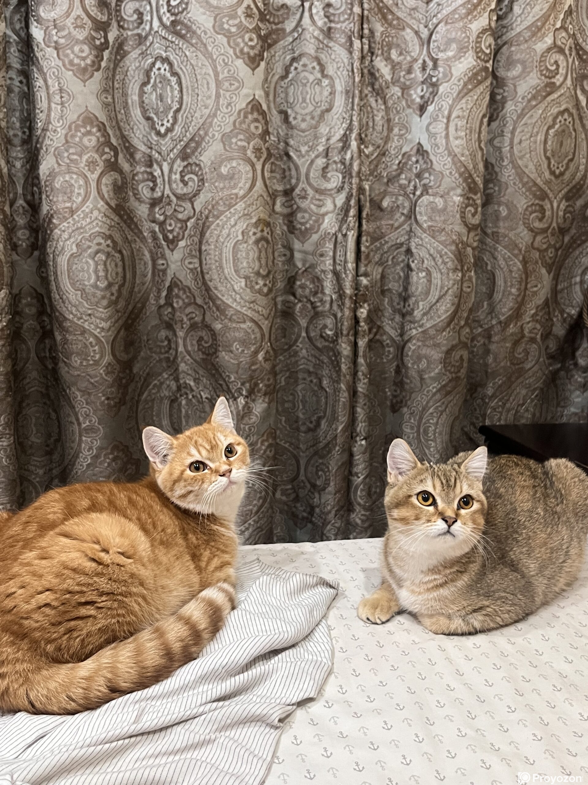American tabby shorthair male and female