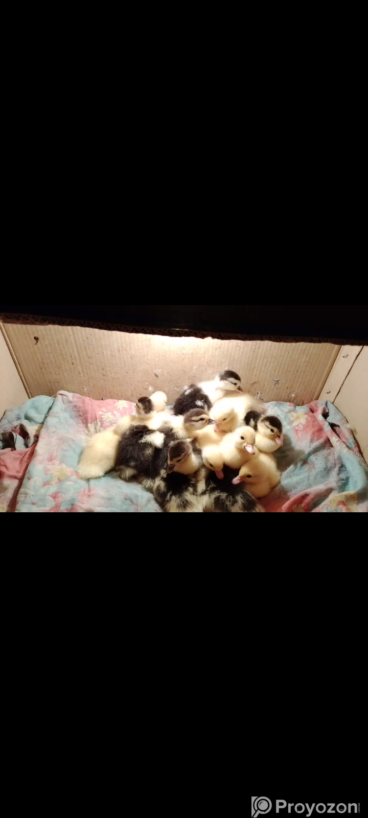 Ready for sell
